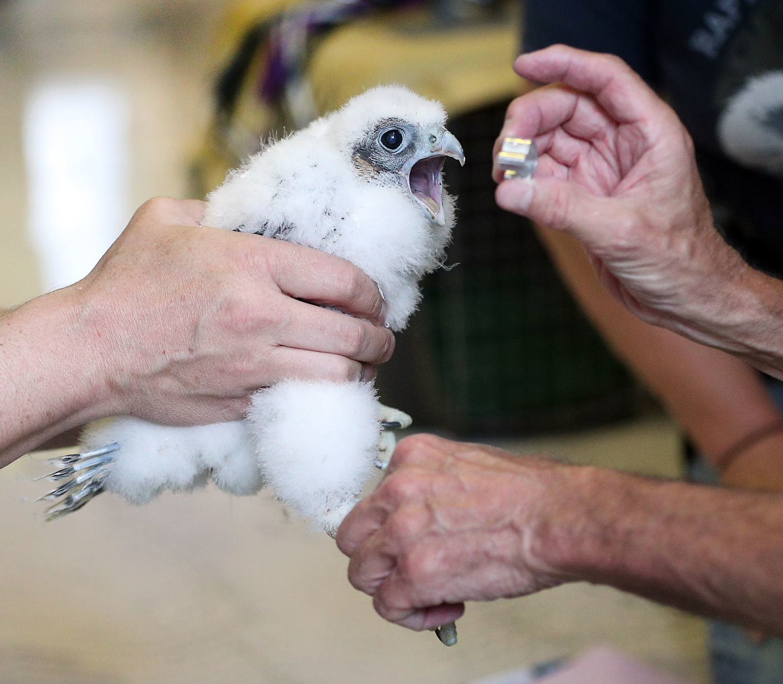 Banding of peregrine falcons at US Bank building in La Crosse